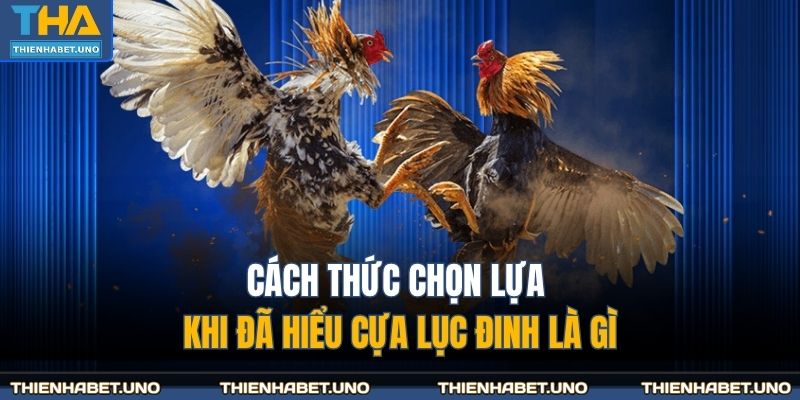 Cách thức chọn lựa khi đã hiểu cựa lục đinh là gì