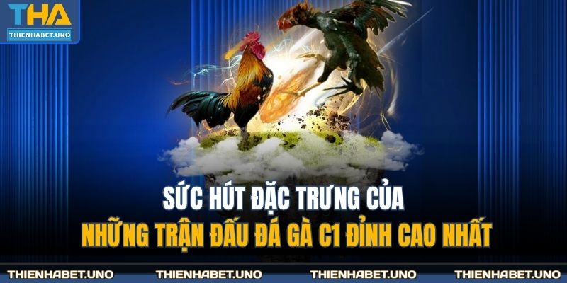 Sức hút đặc trưng của những trận đấu đá gà C1 đỉnh cao nhất